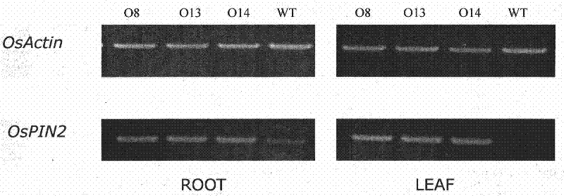 Gene engineering application of rice auxin transport protein gene OsPIN2