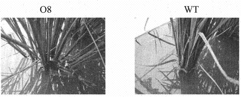 Gene engineering application of rice auxin transport protein gene OsPIN2