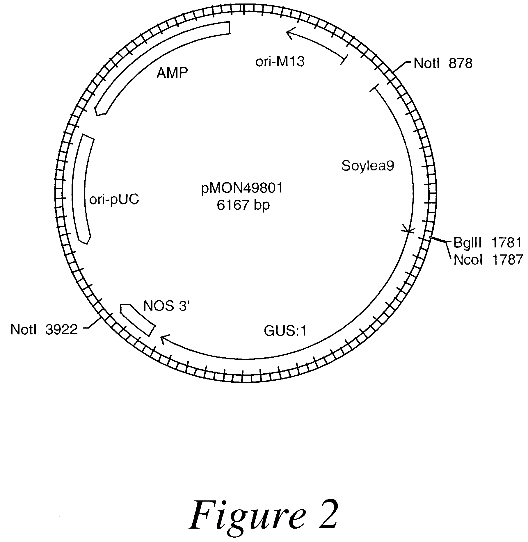 Temporal seed promoters for expressing genes in plants