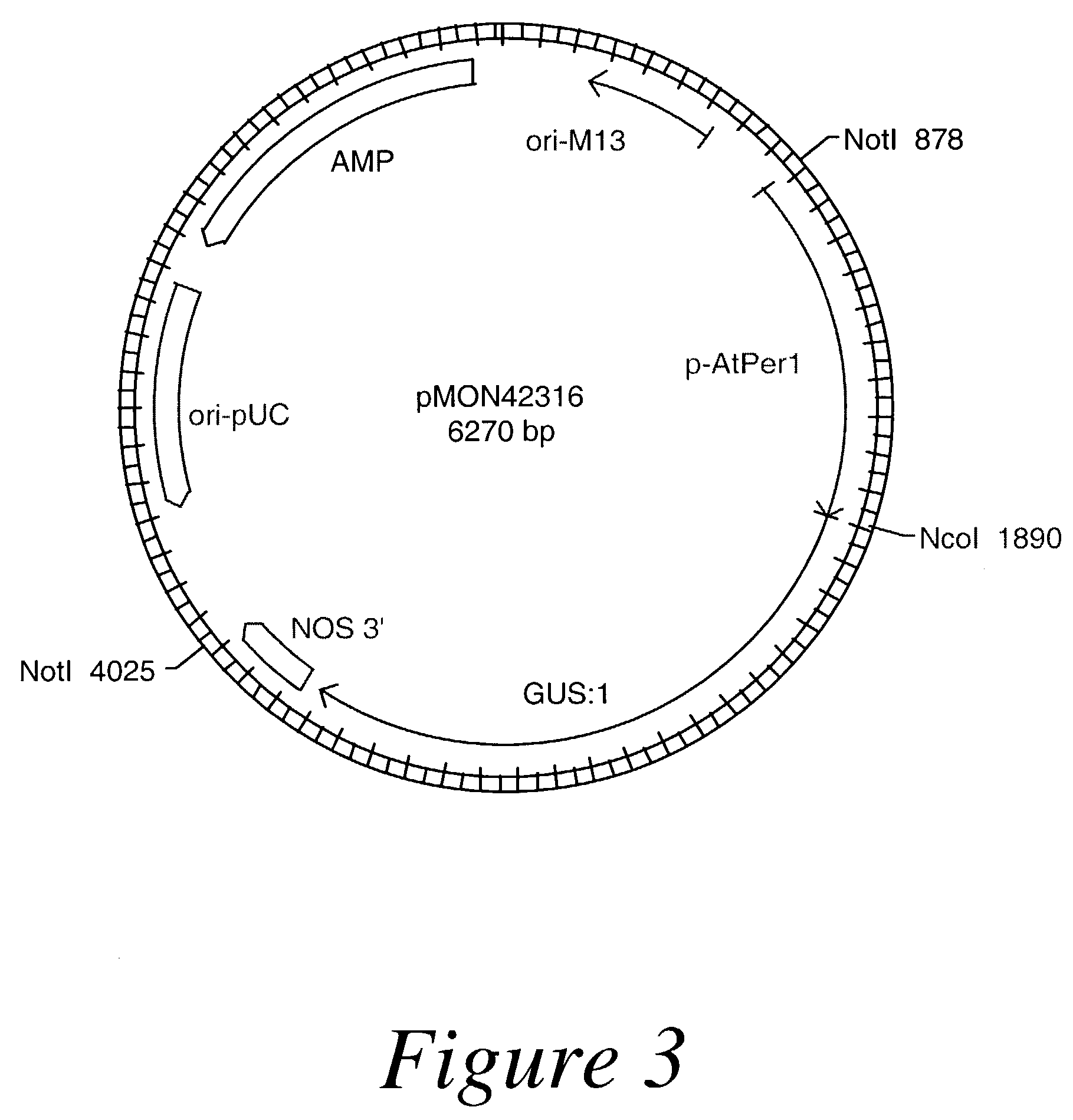 Temporal seed promoters for expressing genes in plants