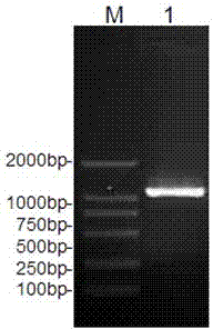 A peanut lysophosphatidic acid acyltransferase gene and its application