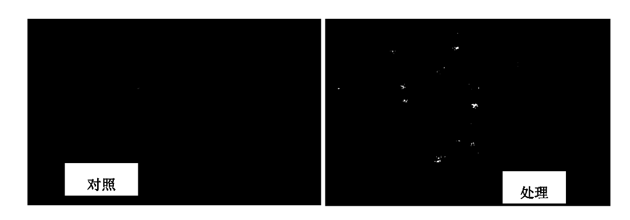 Method for lichee fresh-keeping by epigallocatechin gallate