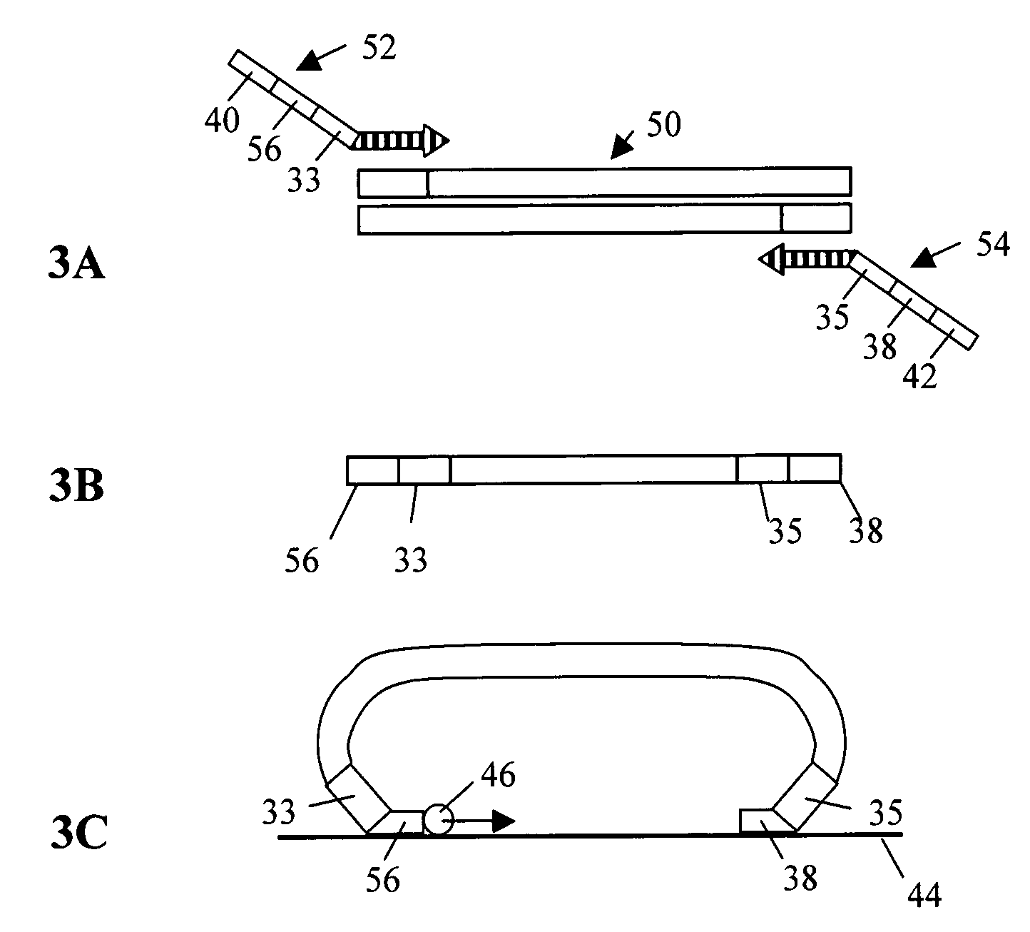 Method to produce single stranded DNA of defined length and sequence and DNA probes produced thereby