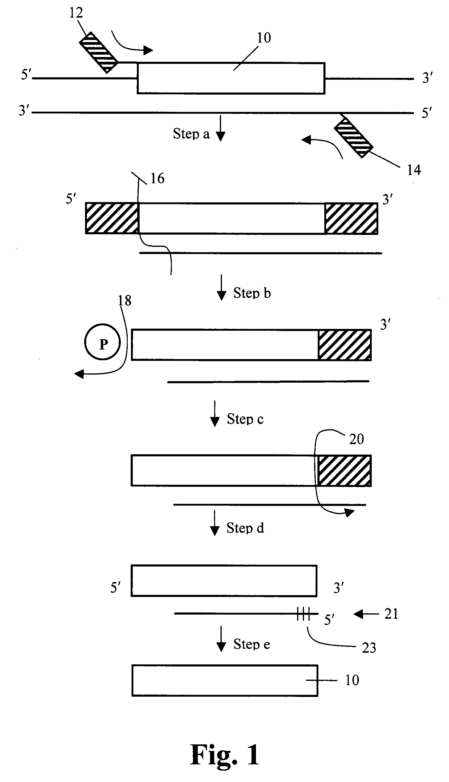 Method to produce single stranded DNA of defined length and sequence and DNA probes produced thereby