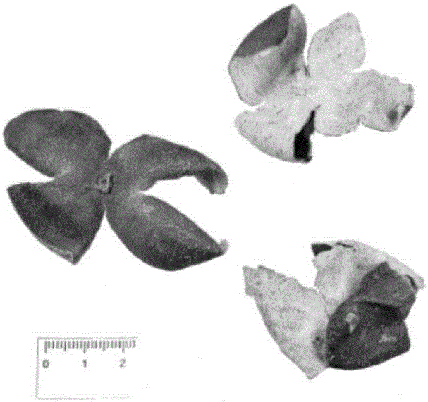 Pericarpium citri reticulatae viride reference extract preparation method