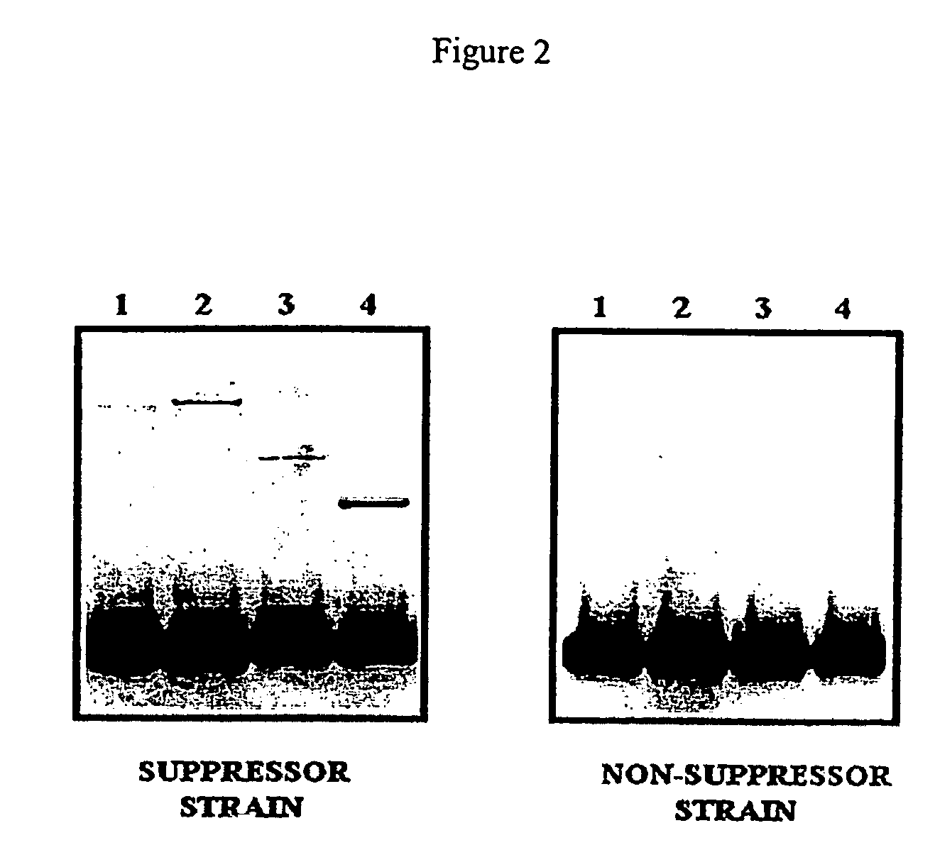 Uncoupling of DNA insert propagation and expression of protein for phage display