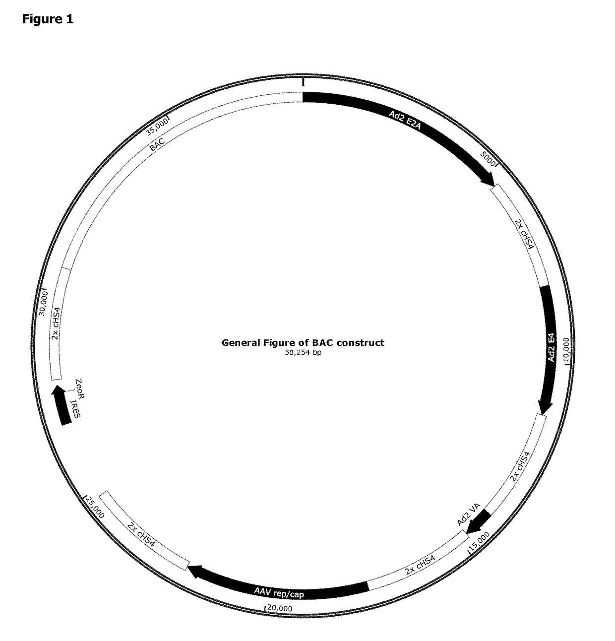 Methods for Adeno-Associated Viral Vector Production