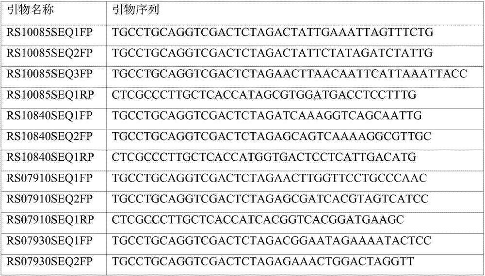 Corynebacterium constitutive expression vector promoter, expression vector containing promoter and lrp gene