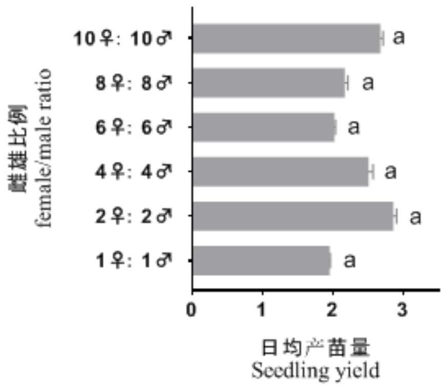 Breeding and seedling raising method for hippocampus abdominalis