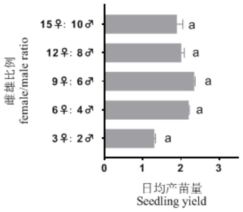 Breeding and seedling raising method for hippocampus abdominalis