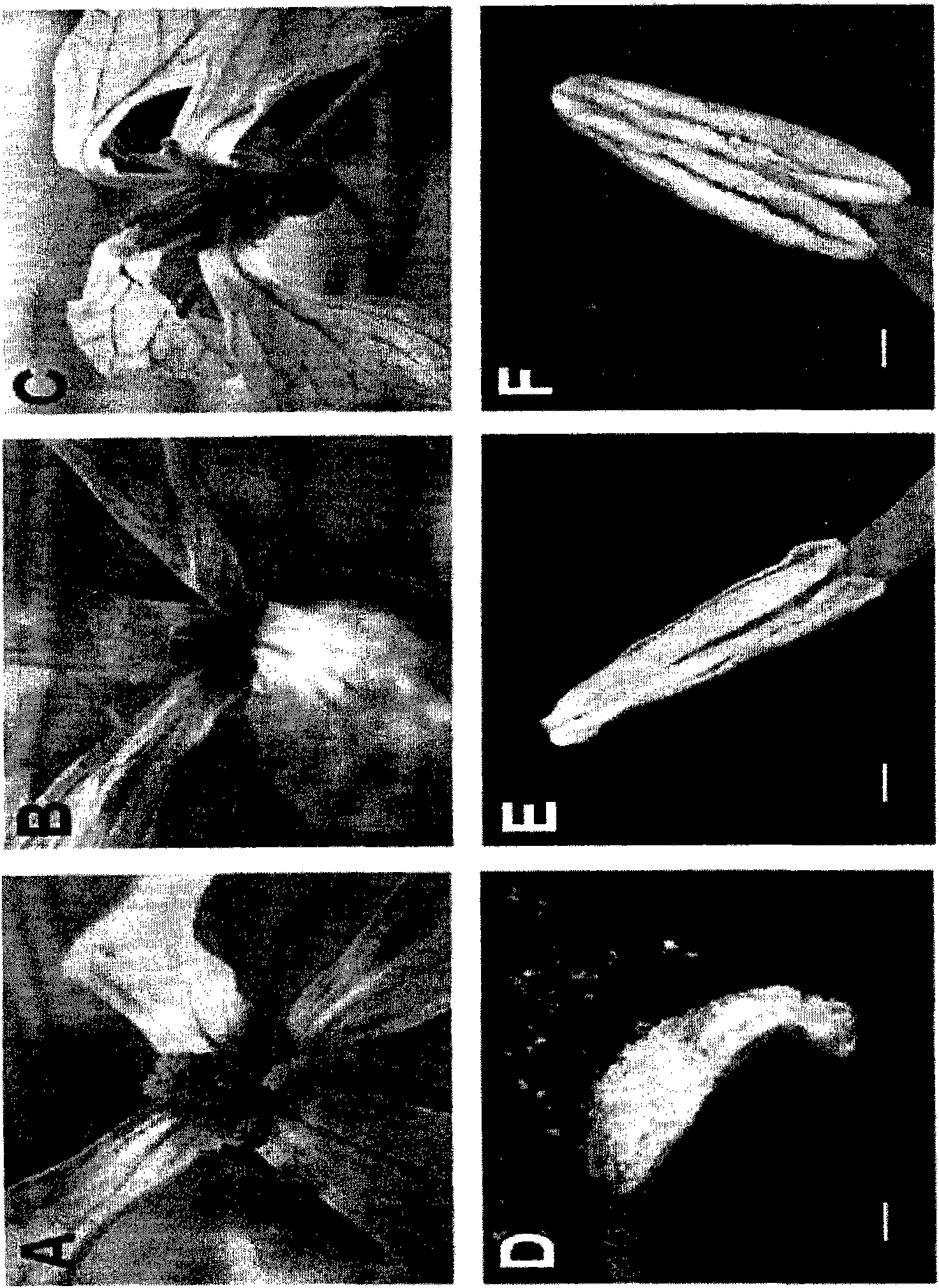 A method for producing a hybrid seed using plant of novel cytoplasmic-genic male sterility raphanus sativus line and DNA markers for selecting the plant of said raphanus sativus line