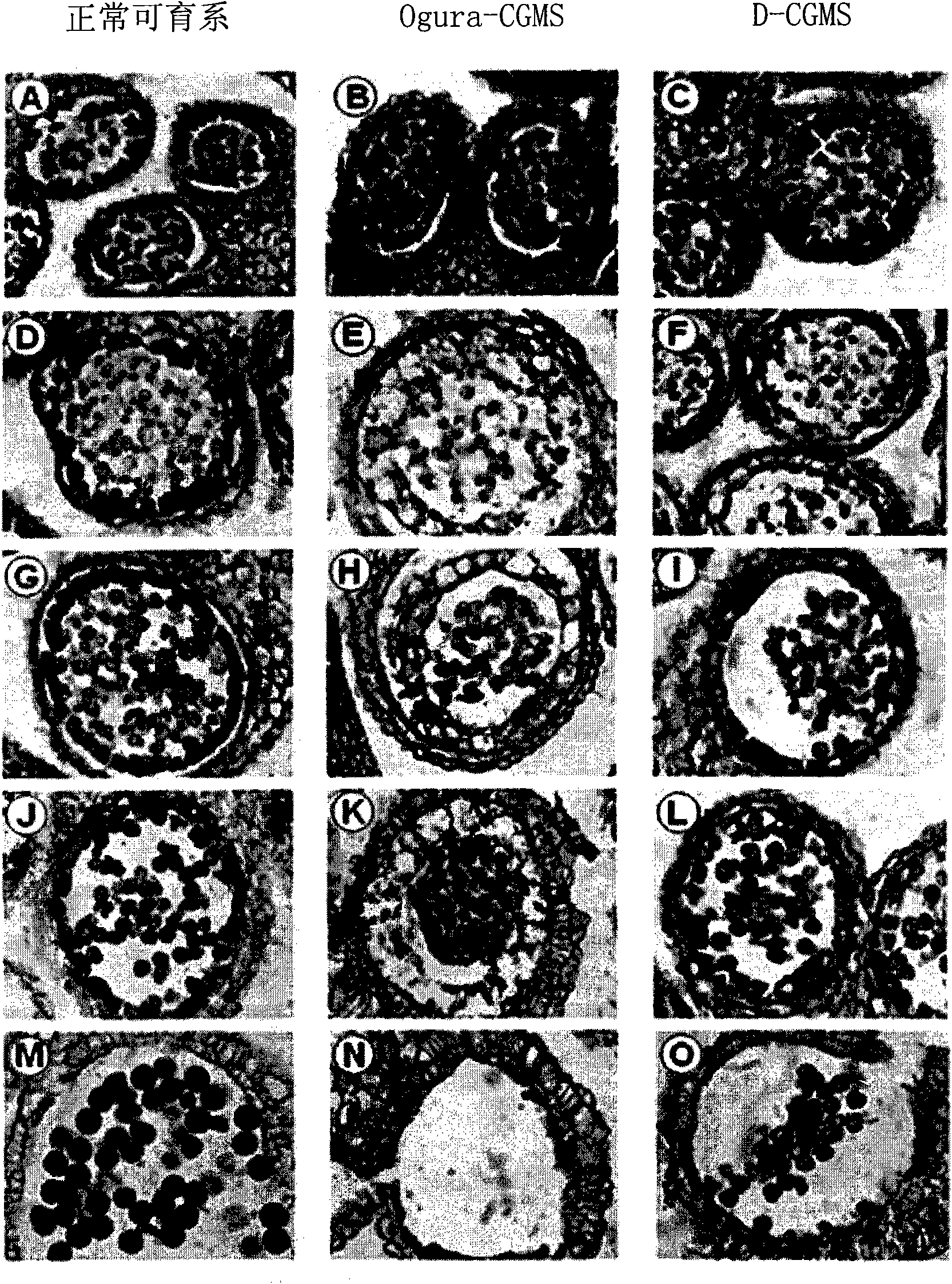 A method for producing a hybrid seed using plant of novel cytoplasmic-genic male sterility raphanus sativus line and DNA markers for selecting the plant of said raphanus sativus line