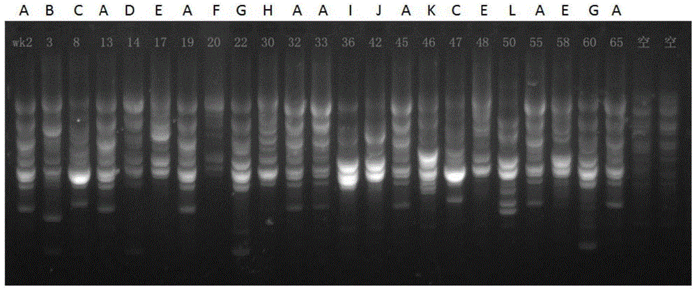 Bacterial drug resistance quick projection system and method