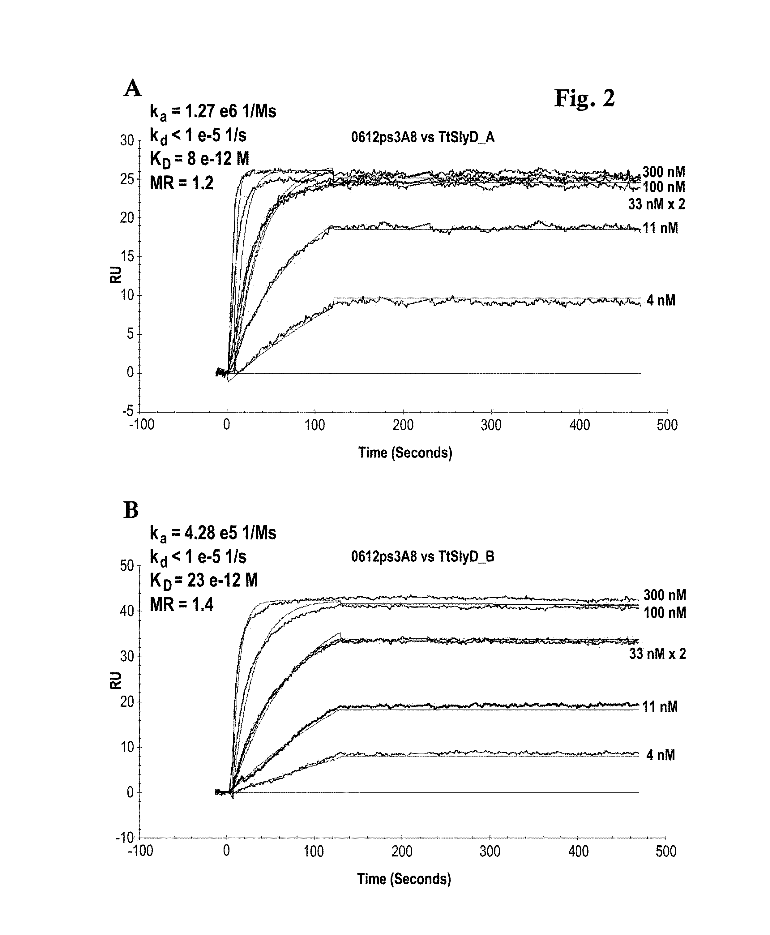 Thermus thermophilus slyd fkbp domain specific antibodies