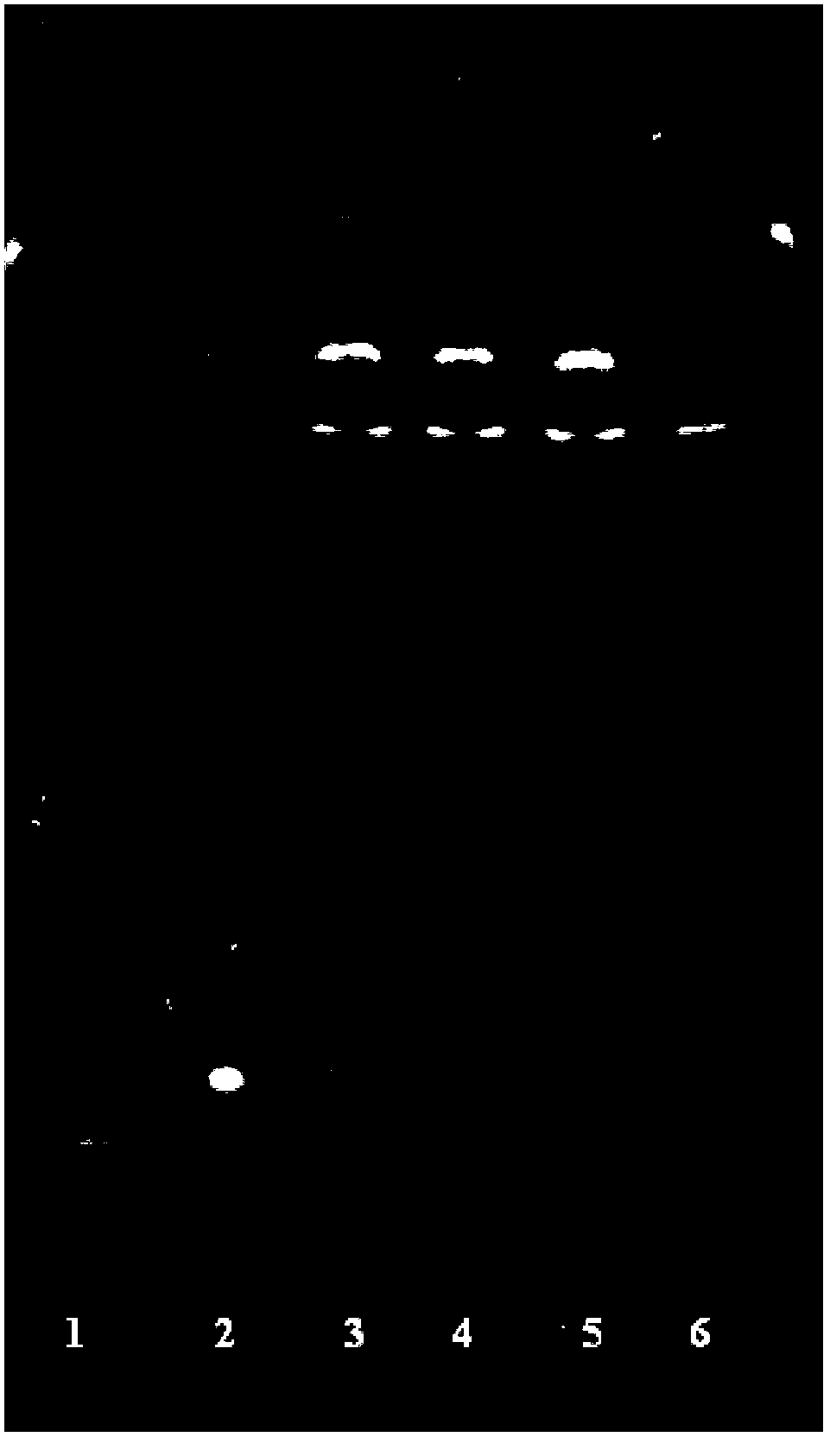 Oldenlandia liver-tonifying and toxicity-eliminating particles and preparation method thereof, as well as detection method