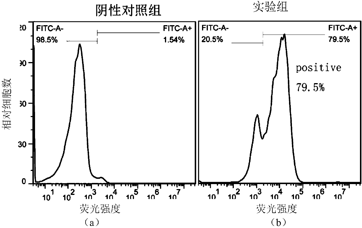 Single-chain antibody targeting CD19, chimeric antigen receptor T cell, preparation method and application thereof