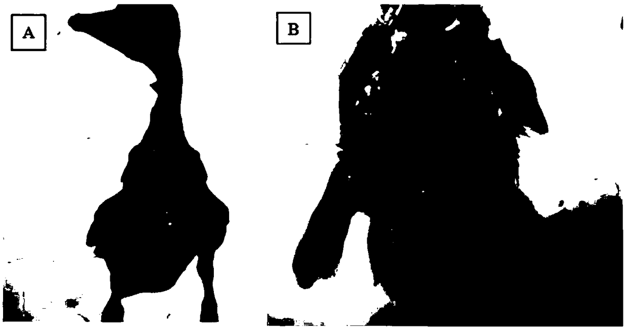 Novel goose astrovirus resulting gosling gout and application of novel goose astrovirus