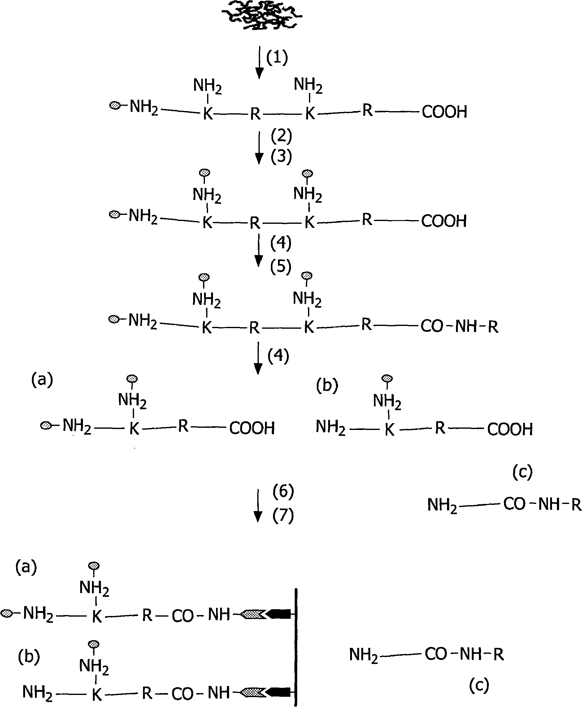 Methods for analysing protein samples based on the identification of c-terminal peptides