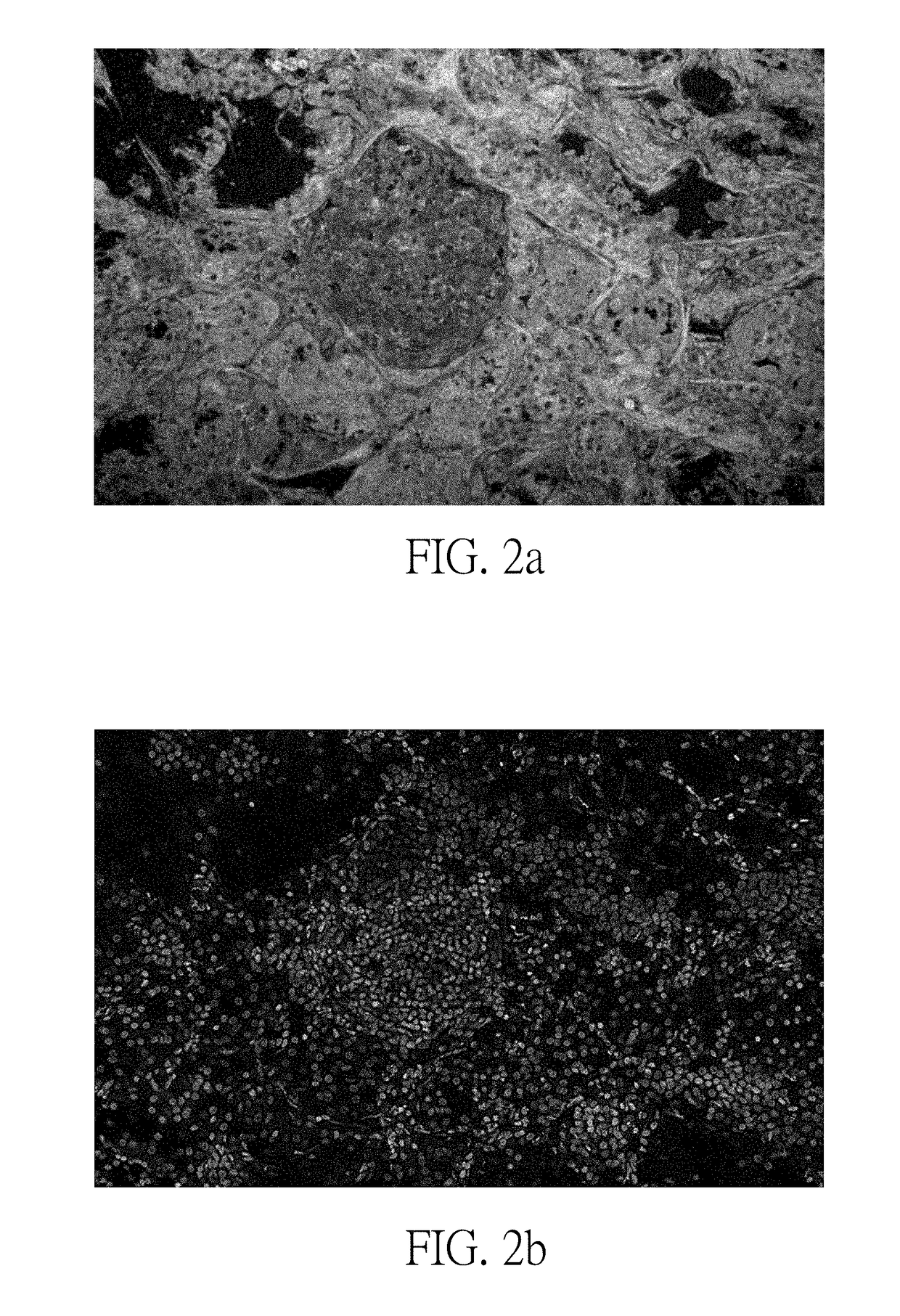 Pseudo h&e image producing method and optical system using same