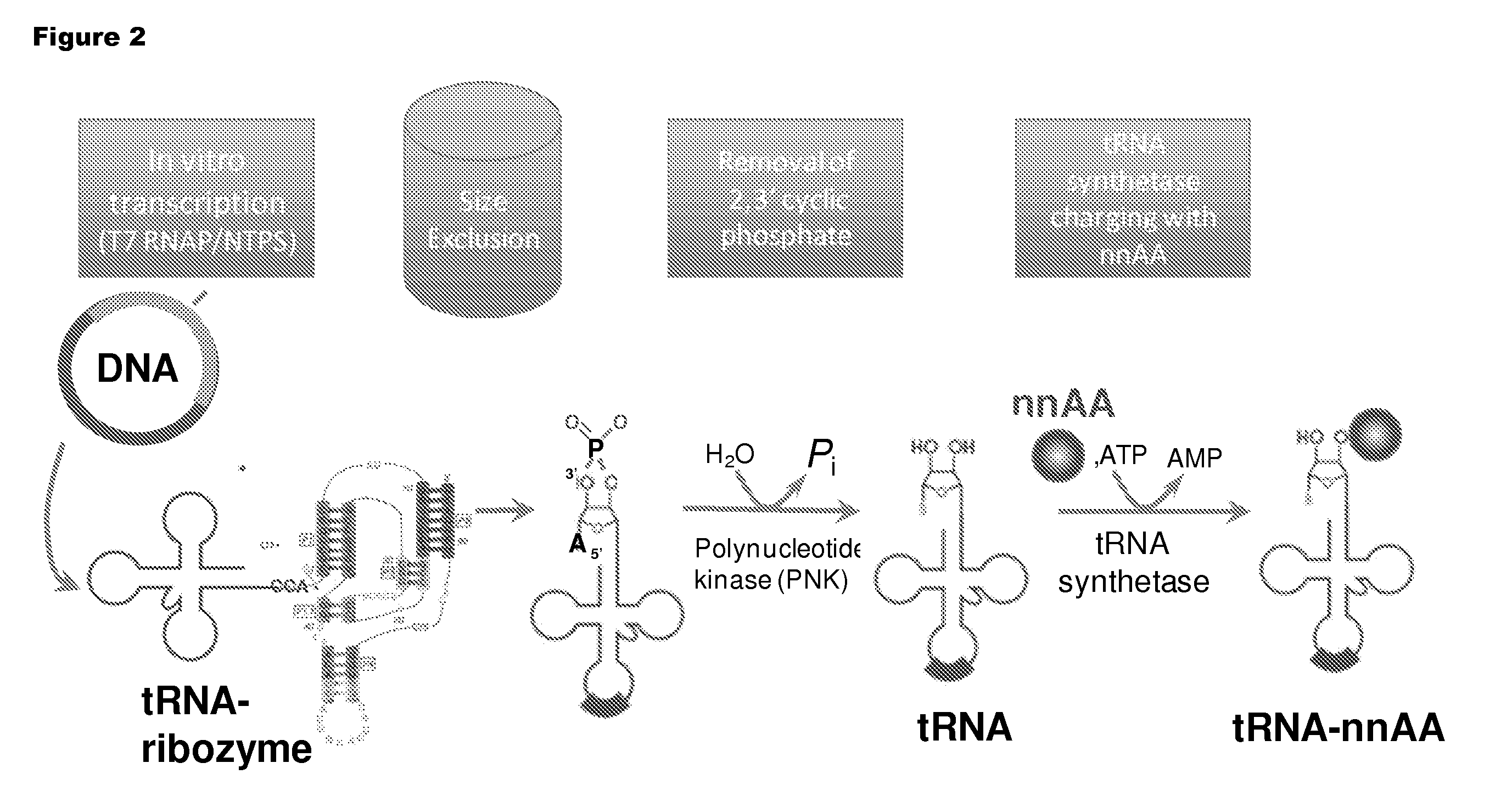 Mono charging system for selectively introducing non-native amino acids into proteins using an in vitro protein synthesis system