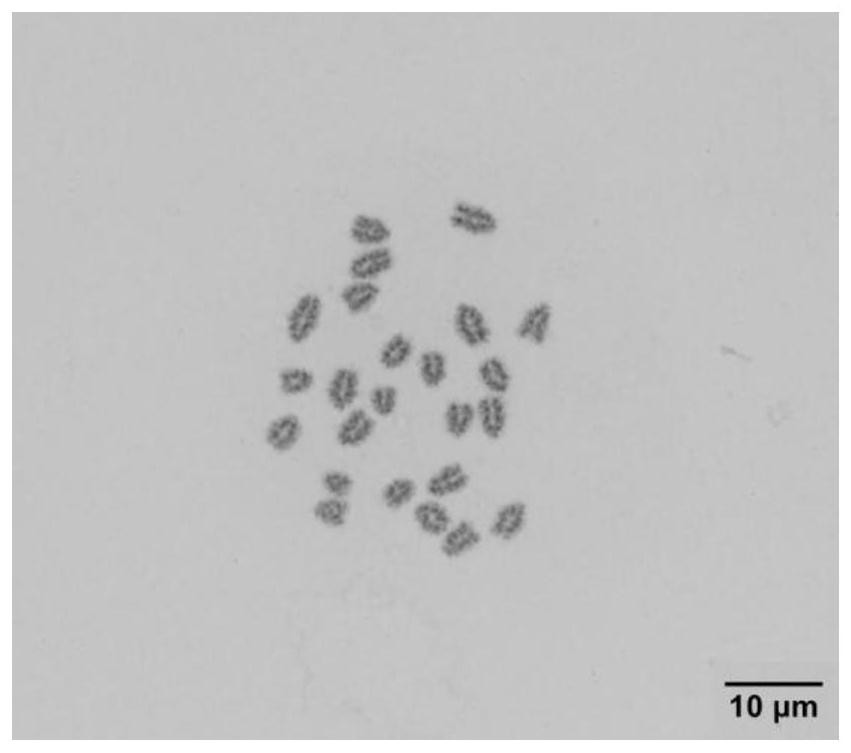 Rhabdovirus-sensitive eel kidney tissue cell line and its application