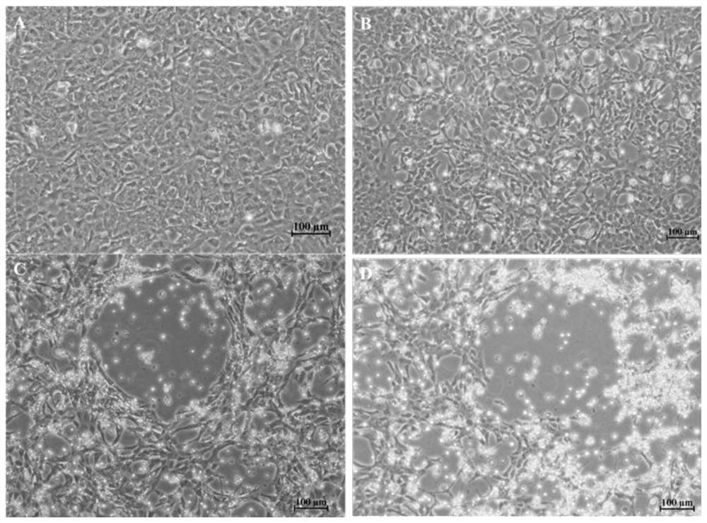 Rhabdovirus-sensitive eel kidney tissue cell line and its application