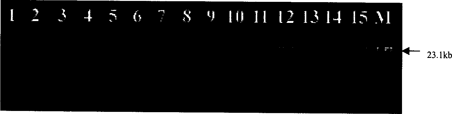 Process for separating nucleic acid from biological particles by solid-phase carrier