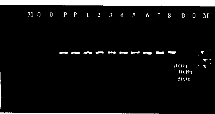 Process for separating nucleic acid from biological particles by solid-phase carrier