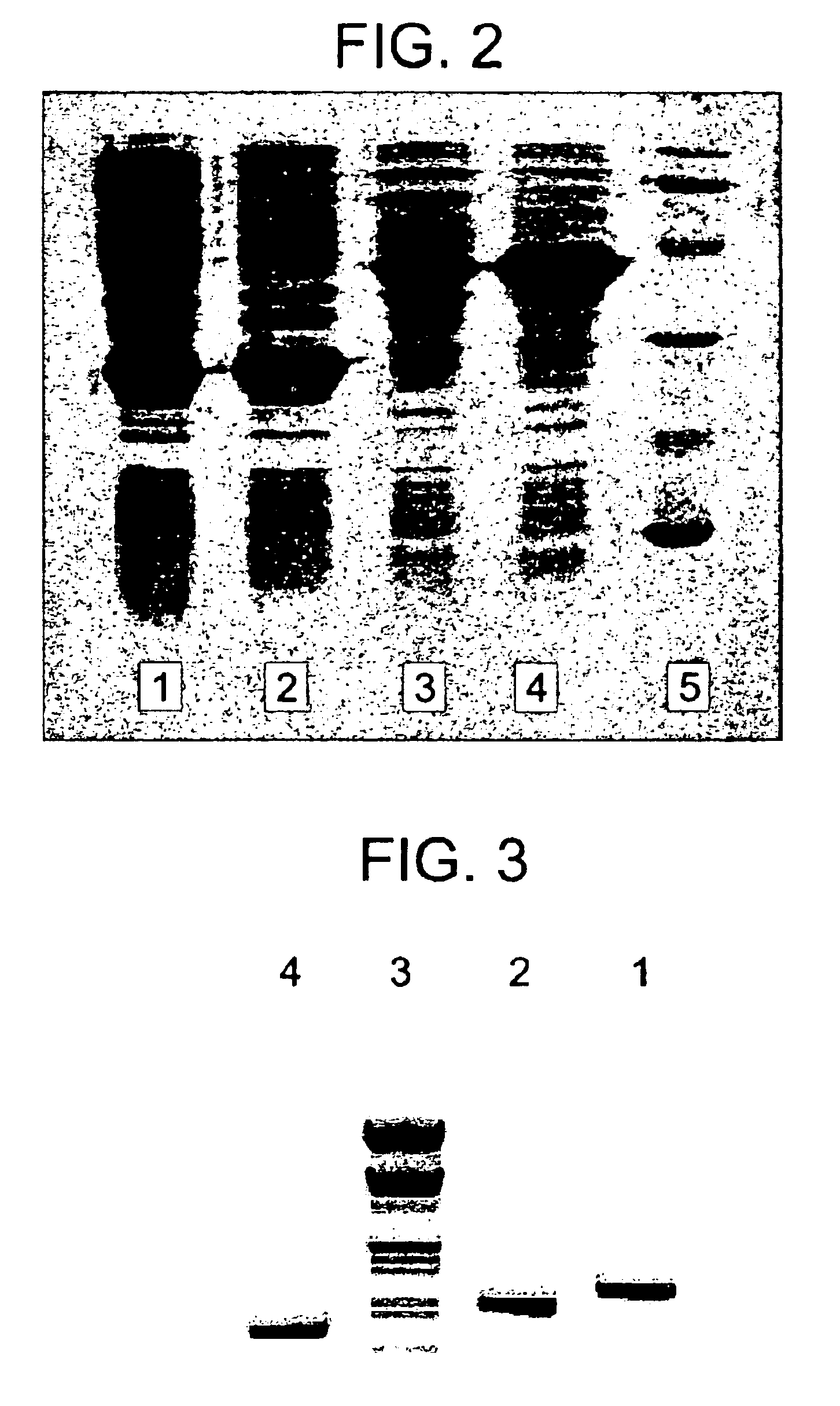 Incapacitated whole-cell immunogenic bacterial compositions