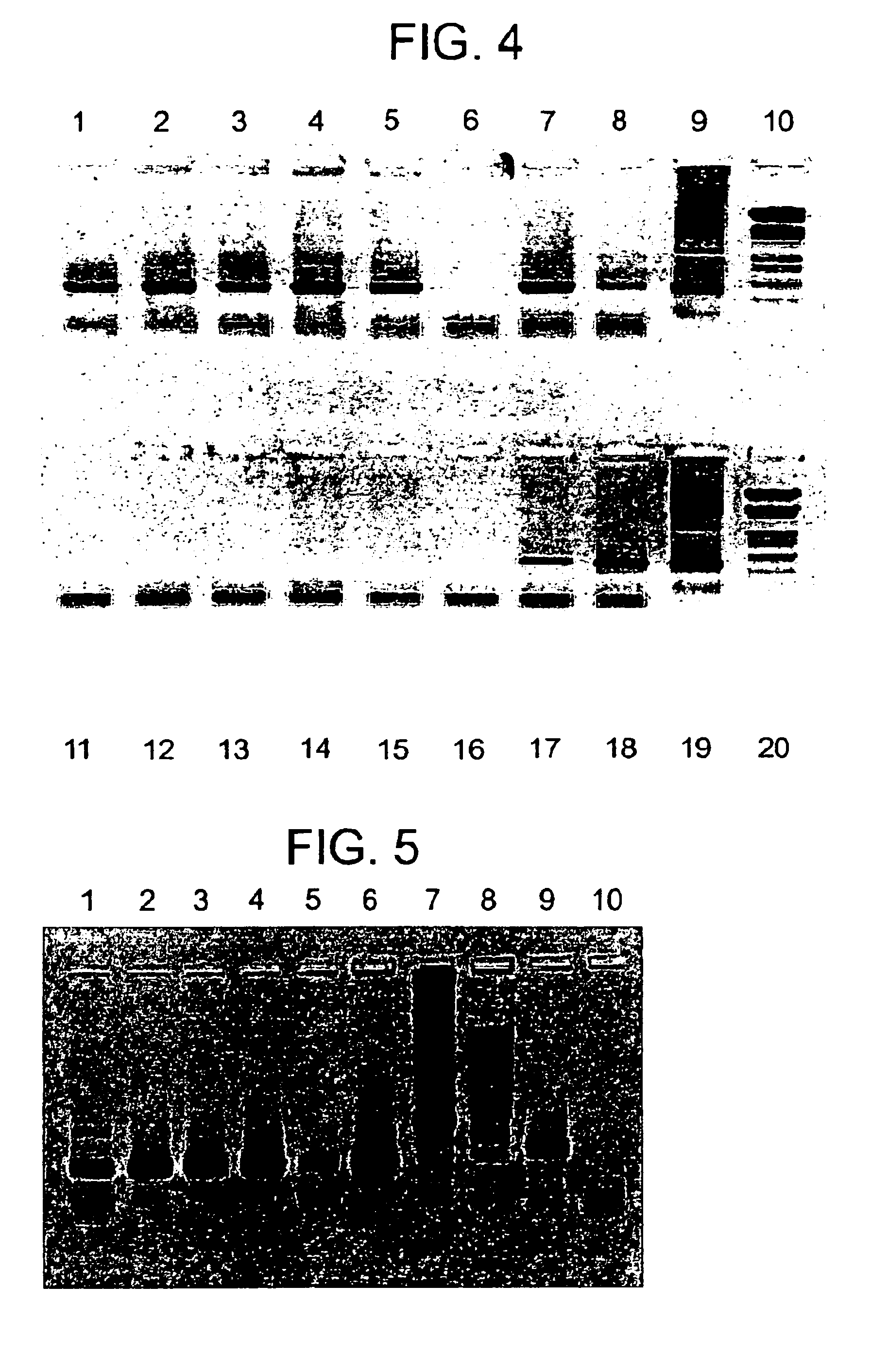 Incapacitated whole-cell immunogenic bacterial compositions