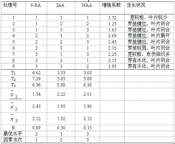 Clonal tissue culture breeding method for camphor tree