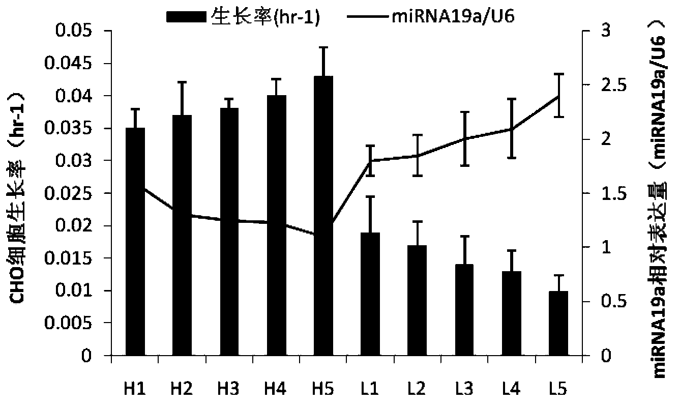 Application of miRNA-19a (micro ribonucleic acid-19a) serving as target in regulation of mammal host cell proliferation