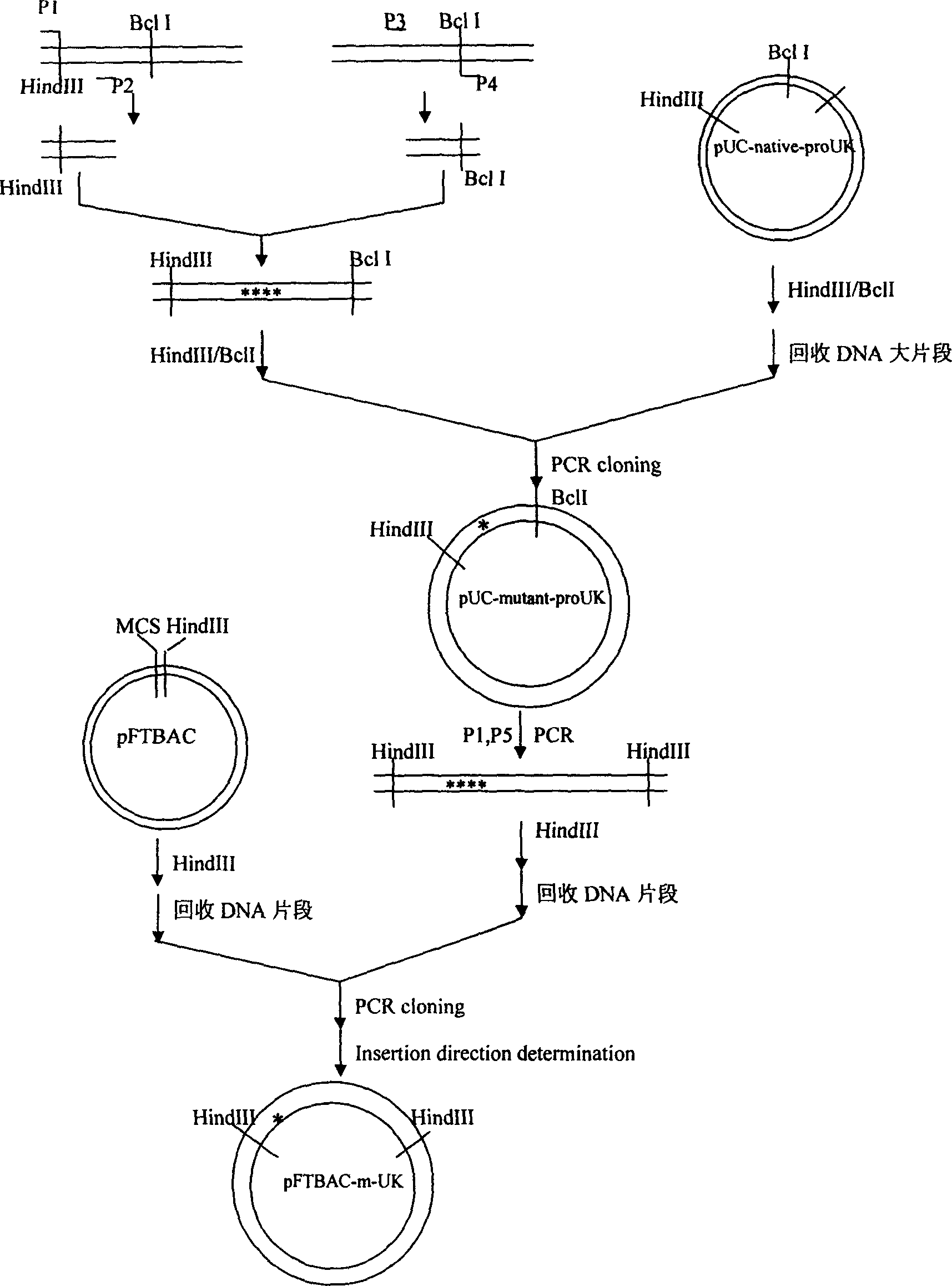 Trombolysis agent KGD - prourokinase chimaera, preparing process and application thereof