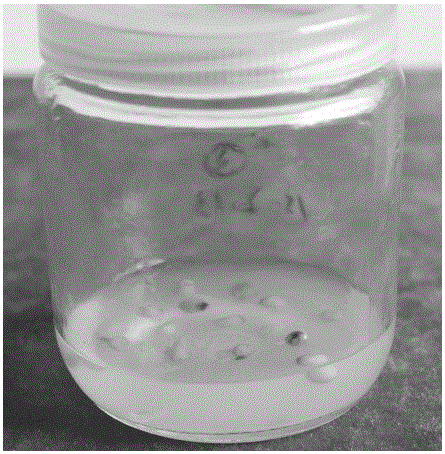 Tissue culture method for culturing Polygonatum kingianum seeds into seedlings in one step