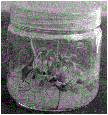 Tissue culture method for culturing Polygonatum kingianum seeds into seedlings in one step