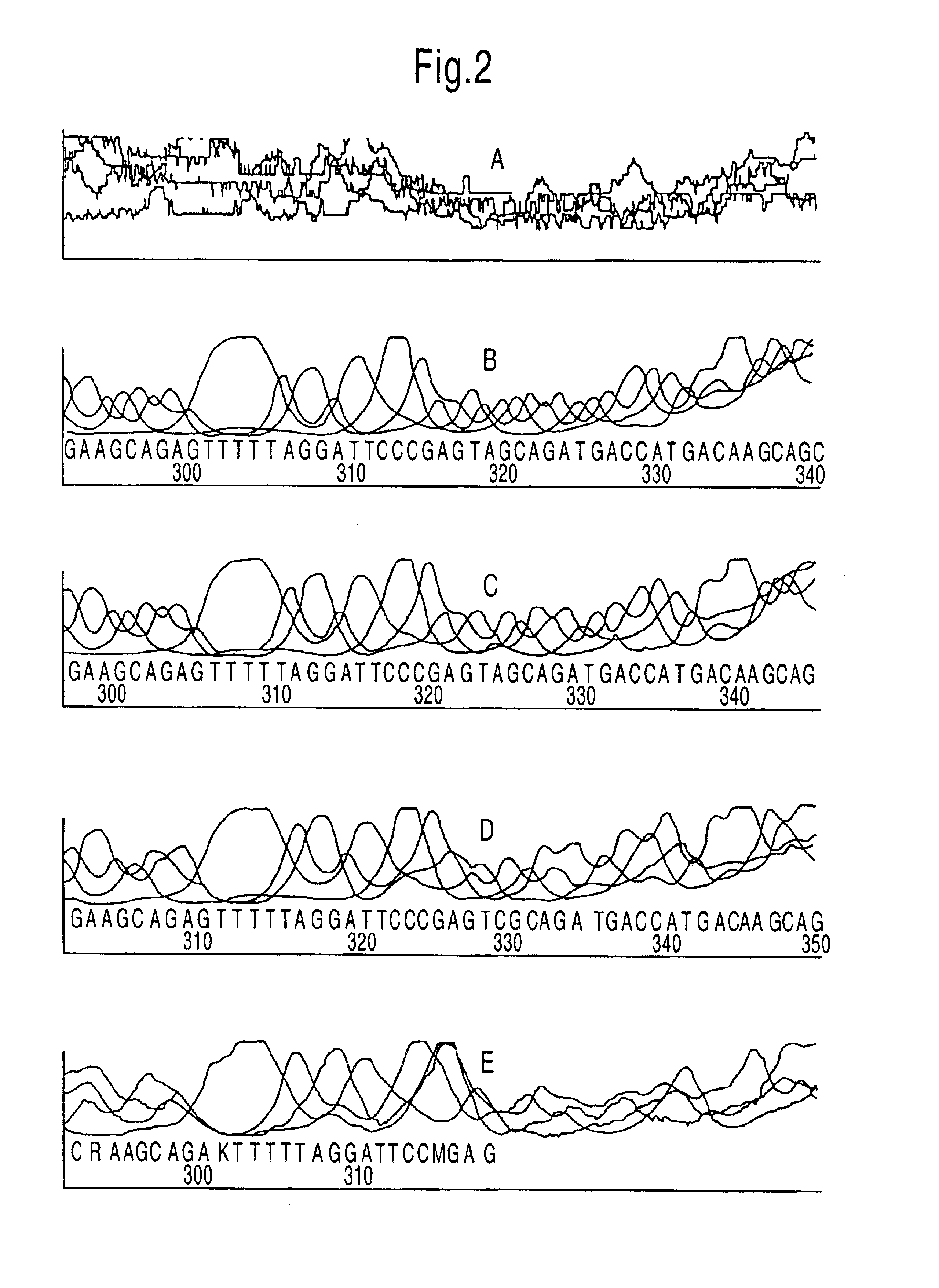 Method for the uncoupled, direct, exponential amplification and sequencing of DNA molecules with the addition of a second thermostable DNA polymerase and its application