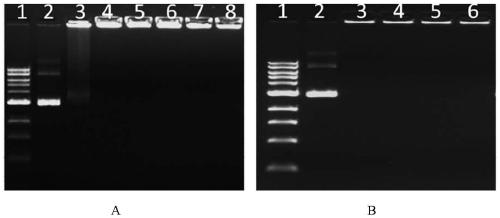 Two-stage targeted ternary complex nucleic acid delivery system and preparation method thereof