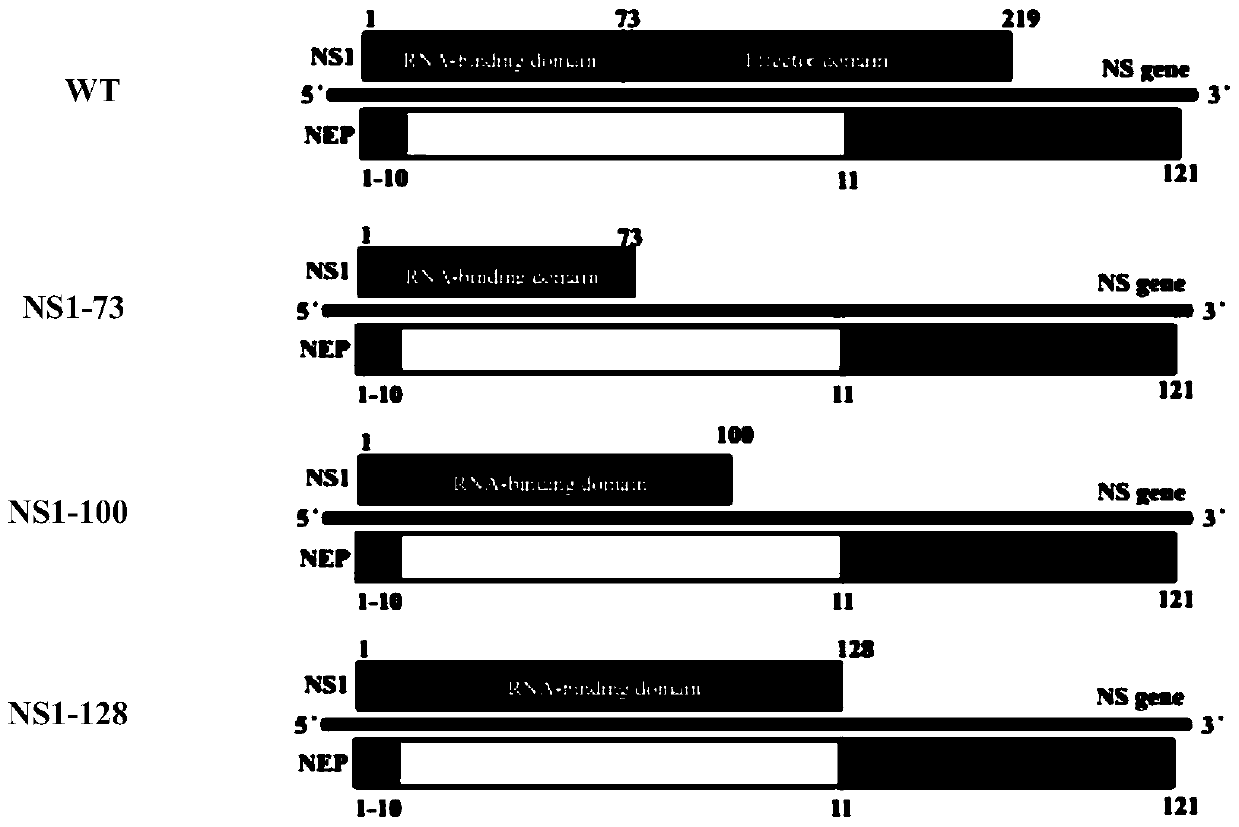 H9N2 subtype avian influenza virus ns1 gene deletion attenuated live vaccine candidate strain and its construction method and application