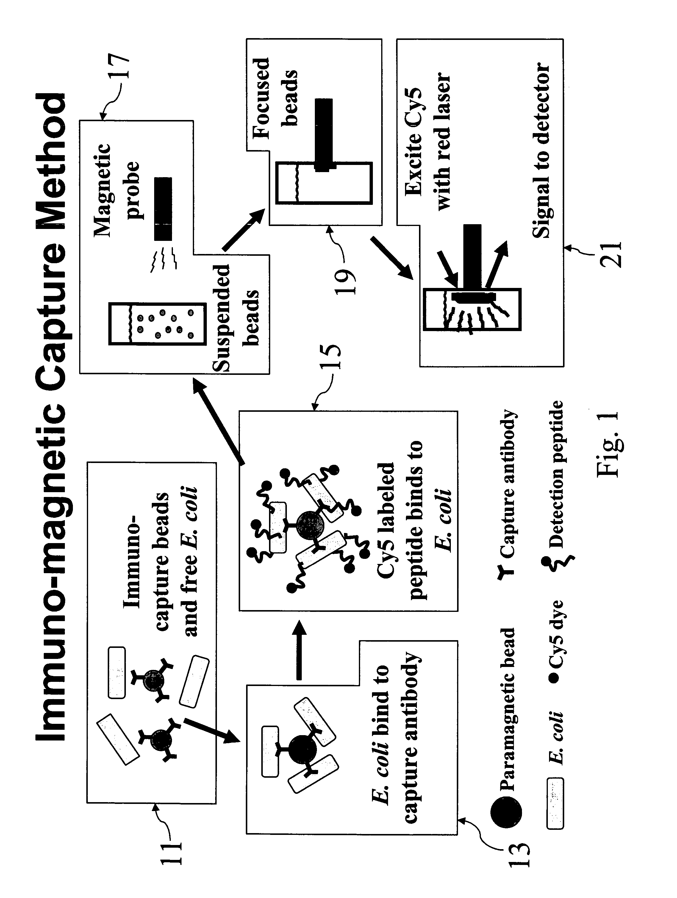 Labeled antimicrobial peptides and method of using the same to detect microorganisms of interest