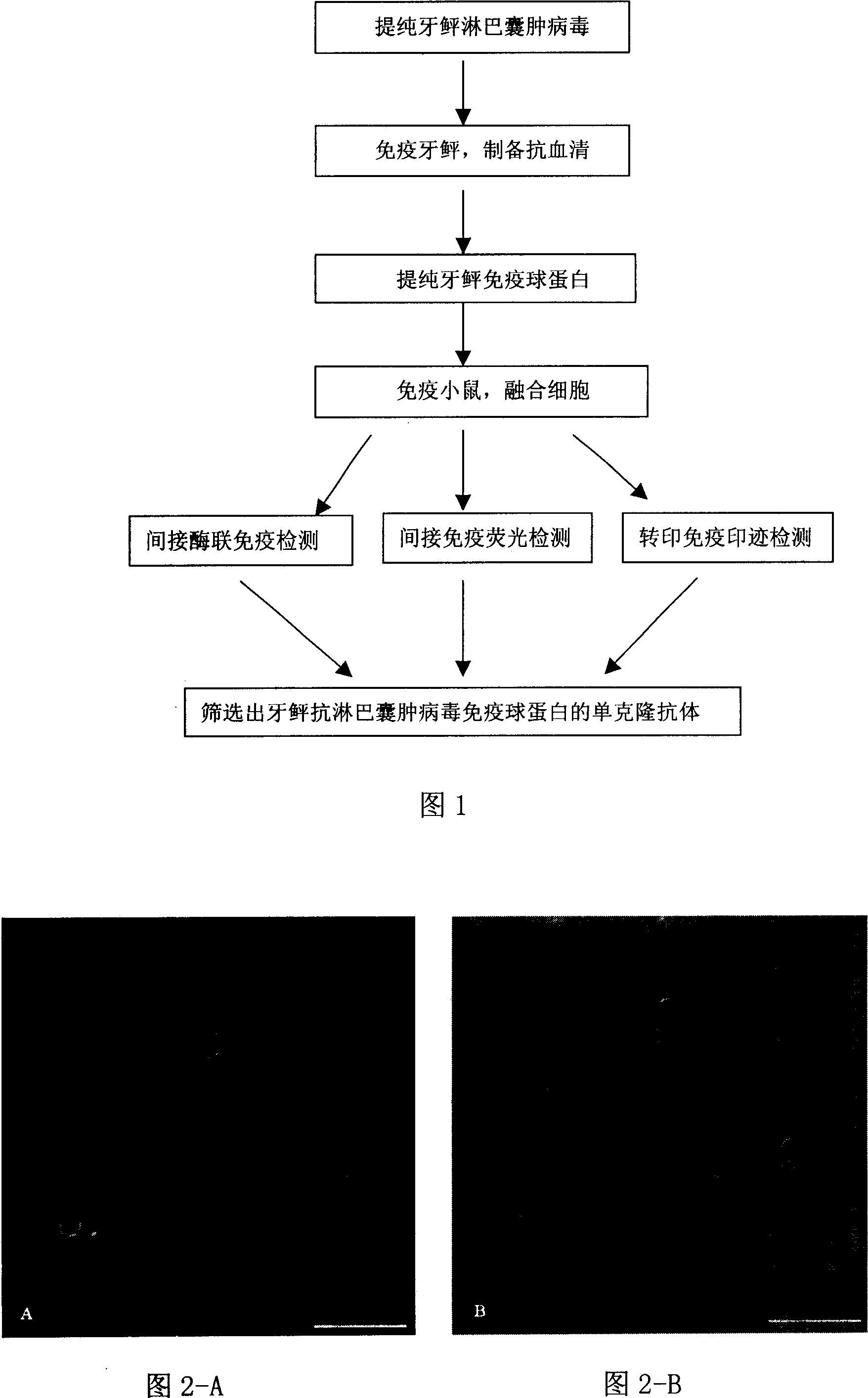 Monoclonal antibody of immunoglobulin of anti lymphocyst vitos of Pacific fluke, and preparation method