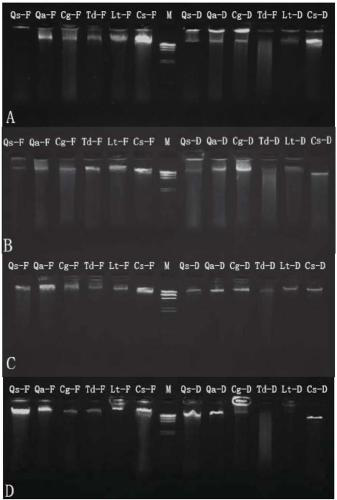 Extraction and purification method of DNAs of fagaceae plant sample