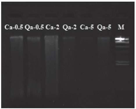 Extraction and purification method of DNAs of fagaceae plant sample