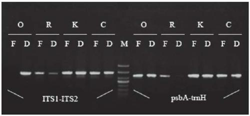 Extraction and purification method of DNAs of fagaceae plant sample