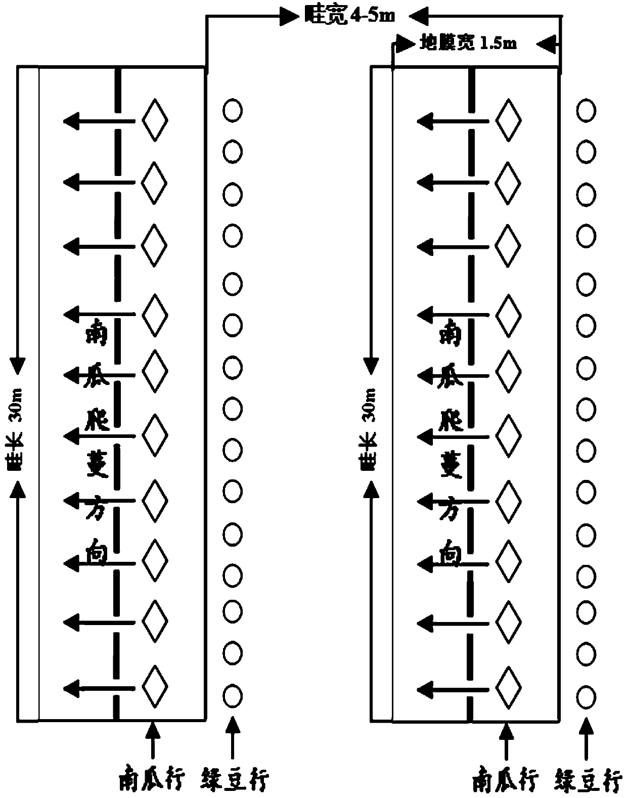 The Cultivation Method of Interplanting Mung Bean Between Pumpkins in Autumn in South China