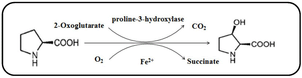 Method for effectively improving proline conversion rate in system for producing Cis-3-hydroxy-L-proline according to biosynthesis method