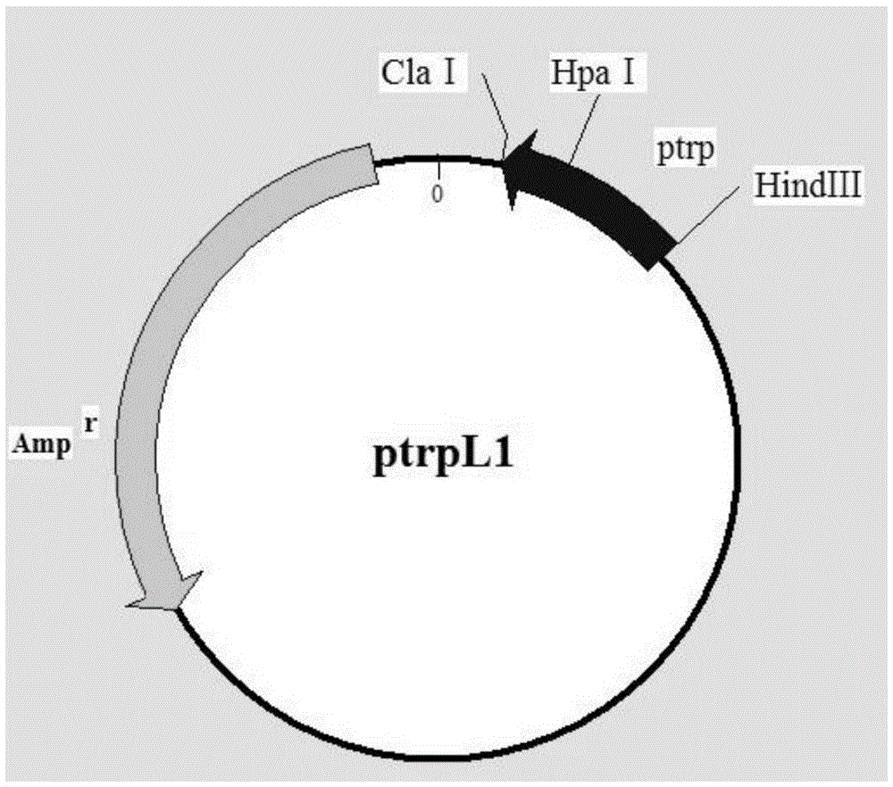 Method for effectively improving proline conversion rate in system for producing Cis-3-hydroxy-L-proline according to biosynthesis method