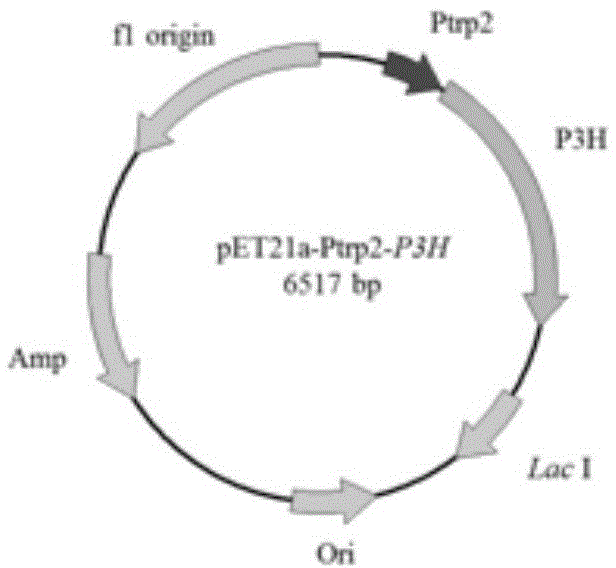 Method for effectively improving proline conversion rate in system for producing Cis-3-hydroxy-L-proline according to biosynthesis method