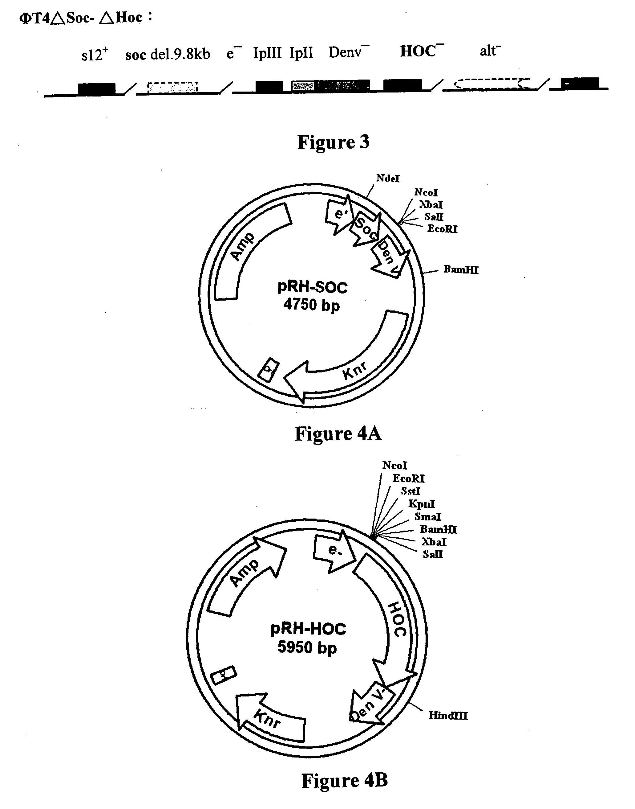 Novel recombinant T4 phage particle and uses thereof