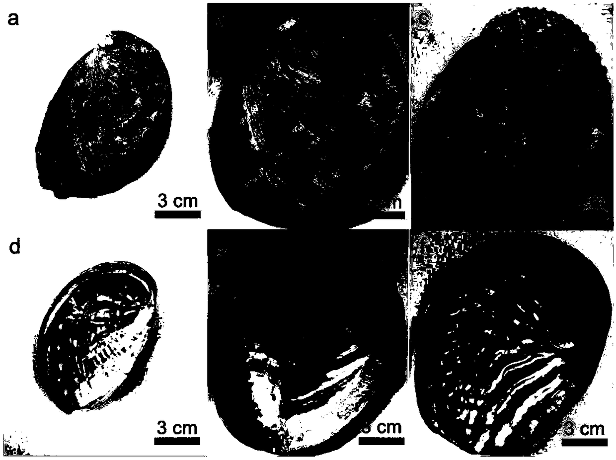 Preparation method of Porous aragonite structure micron sheet, ceramic diaphragm and preparation method thereof