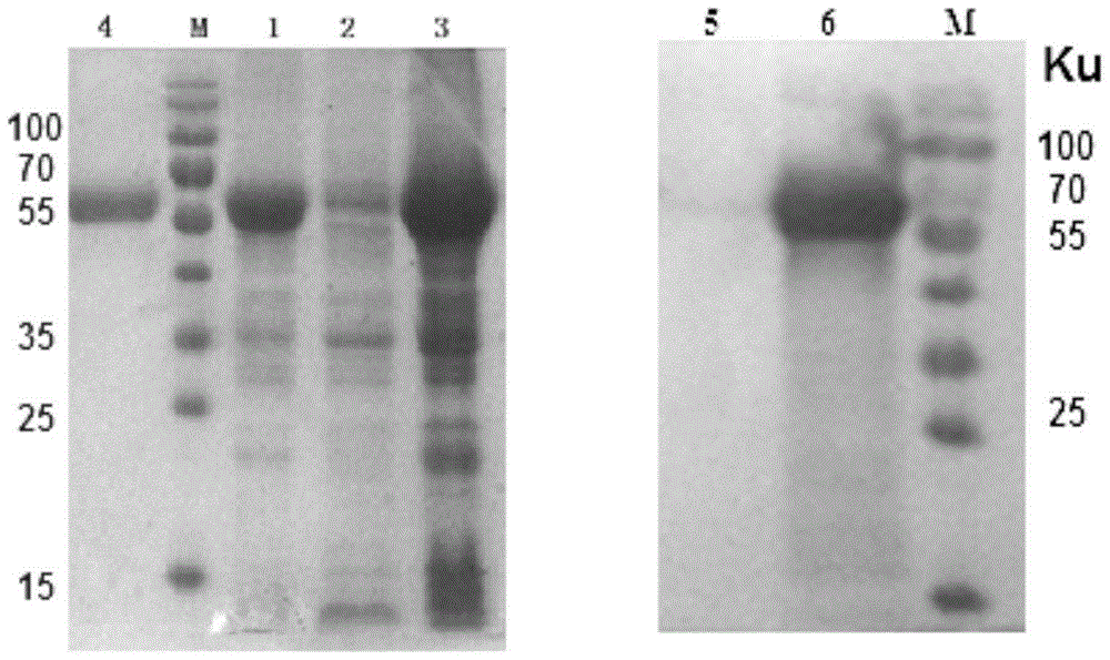 Monoclonal antibody BTV12-NS1-1F8 of anti-bluetongue-virus 12-type NS1 protein, B cell epitope recognized by monoclonal antibody and application of monoclonal antibody